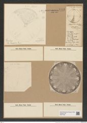 Aulacodiscus kittonii Arn. (de-Toni-Nr.: Genus 182, Species 4561) Zeichnungen Sammlung Grunow Nr. 8174 (NHMW-BOT-W0377546)